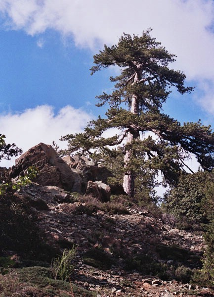 Cyprus, Platres, 2006 - Pinus - �Photo: Patricia Cardet